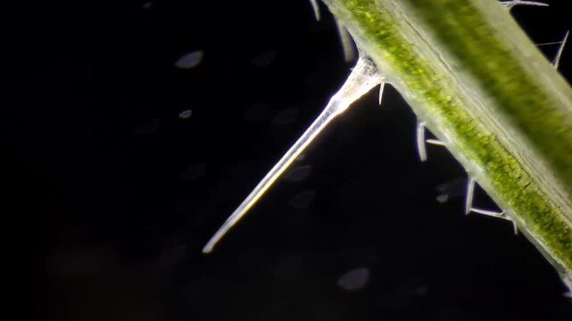 Microscope Extreme Macro of Nettle Stinging Hair Injection Mechanism