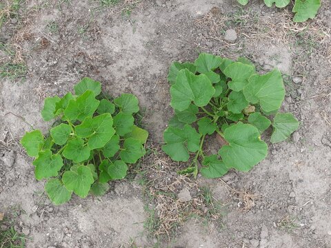 top view at two beautiful green pumpkin plants just before vining in a vegetable garden in springtime