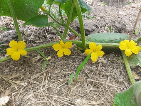 a branch of a cucumber plant closeup with four yellow flowers and a cucumber in a vegetable garden in summer
