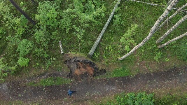 Hiker walking forest path beside uprooted birch tree