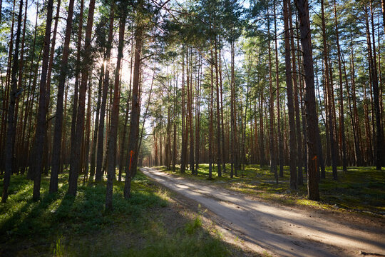 road in the forest