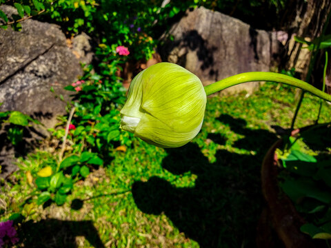 Sacred lotus bud (Nelumbo nucifera) growing in a garden in Vietnam. A classic plant of Vietnamese flora. Suitable for botany, travel blogs, wellness, garden design and cultural projects