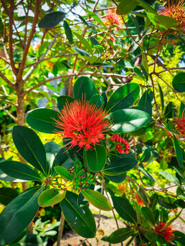 Crimson penda (Xanthostemon youngii) blooming in Vietnam, with vivid red flowers and glossy green leaves. Suitable for botany, travel blogs, garden design and nature projects