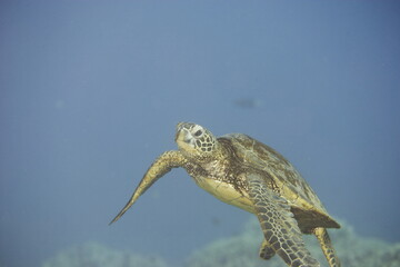 Green sea turtle swimming near a reef along Hawaii © willtu