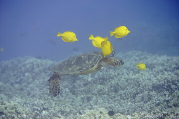 Green sea turtle  being clean by yellow tangs along the reef near Hawaii © willtu