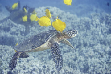 Green sea turtle  being clean by yellow tangs along the reef near Hawaii © willtu