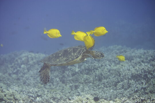 Green sea turtle  being clean by yellow tangs along the reef near Hawaii