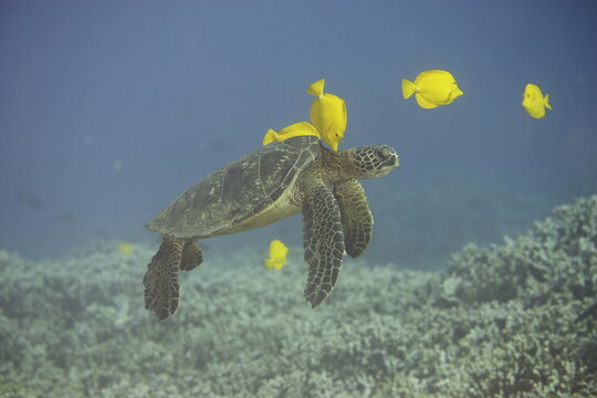 Green sea turtle  being clean by yellow tangs along the reef near Hawaii