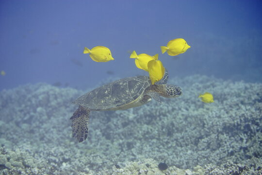 Green sea turtle  being clean by yellow tangs along the reef near Hawaii