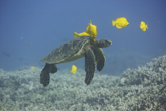 Green sea turtle  being clean by yellow tangs along the reef near Hawaii