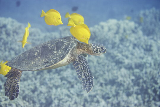 Green sea turtle  being clean by yellow tangs along the reef near Hawaii