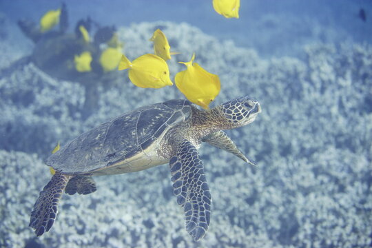 Green sea turtle  being clean by yellow tangs along the reef near Hawaii