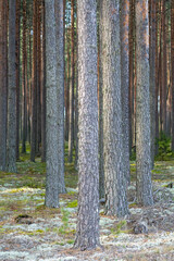 Tall Scots pine trunks growing in a mature coniferous forest with lichen covered forest floor © Edijs