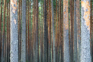 Tall Scots pine tree trunks forming a natural pattern in a dense coniferous forest © Edijs