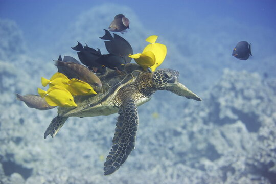 Green sea turtle  being clean by yellow tangs along the reef near Hawaii