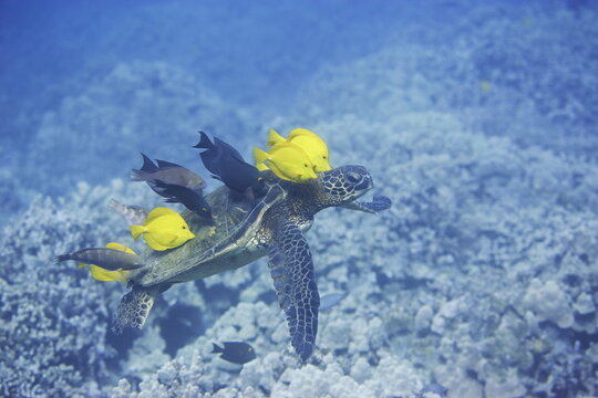 Green sea turtle  being clean by yellow tangs along the reef near Hawaii