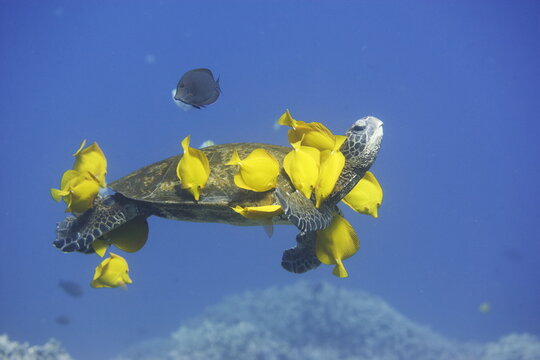 Green sea turtle  being clean by yellow tangs along the reef near Hawaii
