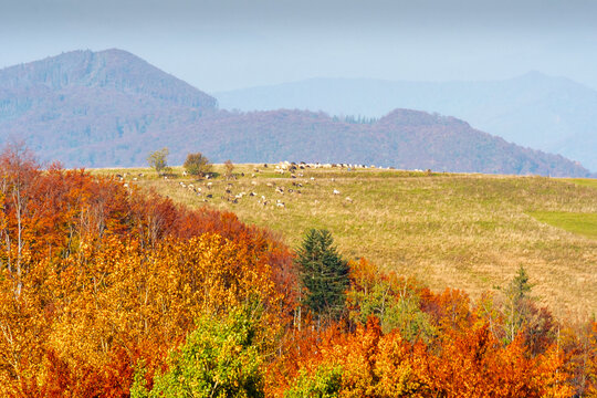 mountainous rural landscape of ukraine in autumn. picturesque highland woods. grassy meadow on a sunny day. carpathian countryside scenery with colorful forest and pasture on a hill