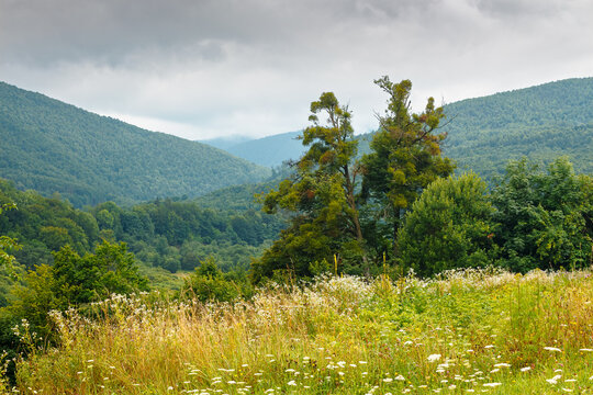 rural mountain landscape of ukraine. countryside scenery of transcarpathia in summer. sustainable living in green environment. forested hills and grassy meadows under cloudy sky