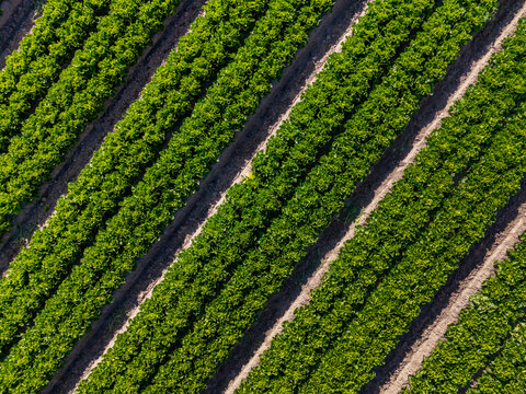 Geometric top-down aerial view of fresh lettuce rows in an agricultural field