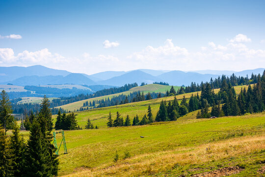 coniferous forest in Ukrainian mountains on a sunny day. Carpathian nature landscape with peaceful woodland in summer. green slopes of Borzhava range