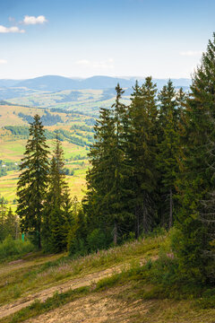 coniferous forest in Ukrainian mountains on a sunny day. Carpathian nature landscape with peaceful woodland in summer. green slopes of Borzhava range