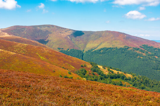 alpine nature of Carpathian mountain range in early autumn. colorful slopes of Ukrainian highland landscape