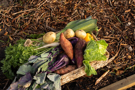 Woven basket is resting on wood-chip mulch near raised bed, holding sweet potatoes, leeks, cabbage