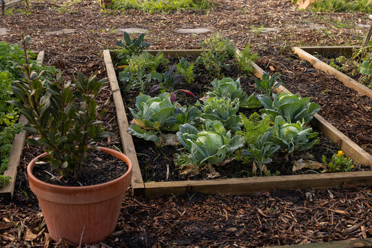 Rectangular wood raised bed is hosting cabbage heads and greens on mulch ground with terracotta pot