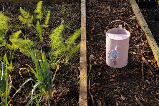 Pale pink watering can is sitting on wood-chip mulch in raised bed, sunlight casting shadows
