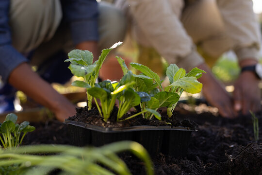 African American couple kneeling planting seedlings in black tray in garden with wristwatch