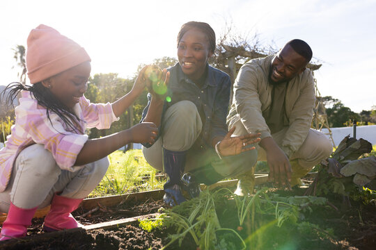 African family crouching at raised garden bed harvesting leafy greens, child wearing knit hat