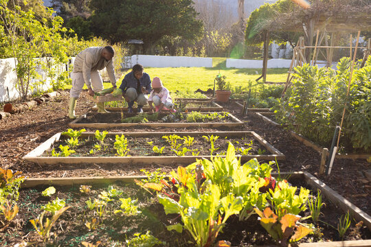 African family tending raised garden beds in backyard, adults and teenage girl planting seedlings