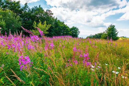 fireweed bloom on the meadow near beech forest. wild purple herb in Carpathian mountains on a late summer day