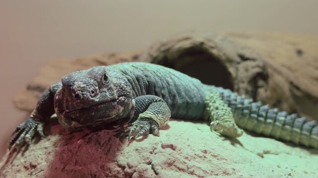 Monitor Lizard sitting on rock in terrarium 4k
