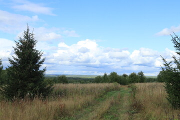 Fototapeta premium landscape with trees and clouds