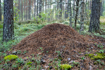 Large anthill built from pine needles on the forest floor in a natural coniferous woodland © Edijs