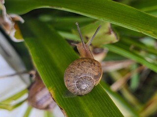 Snail Climbing Green Stem © Patti