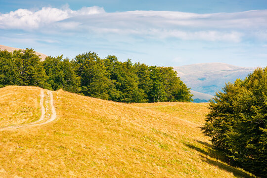 mountain field in evening light. countryside late summer view with beech forest on the grassy hill. fluffy clouds on a bright blue sky. wonderful nature background