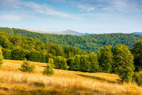 mountain field in evening light. countryside late summer view with beech forest on the grassy hill. fluffy clouds on a bright blue sky. wonderful nature background