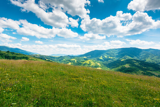 green field on a sunny day. carpathian mountain landscape in summer. lush pasture on the hill. beautiful countryside of ukraine
