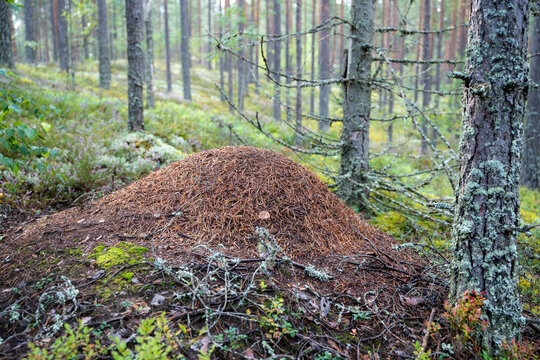 Large anthill made of pine needles on the forest floor in a natural coniferous woodland ecosystem
