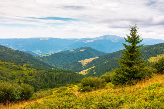 coniferous forest on a mountain slope. Ukrainian Carpathians in summertime. Chornohora ridge. forested dale beneath an overcast vault. lush greenery. view from mountain top