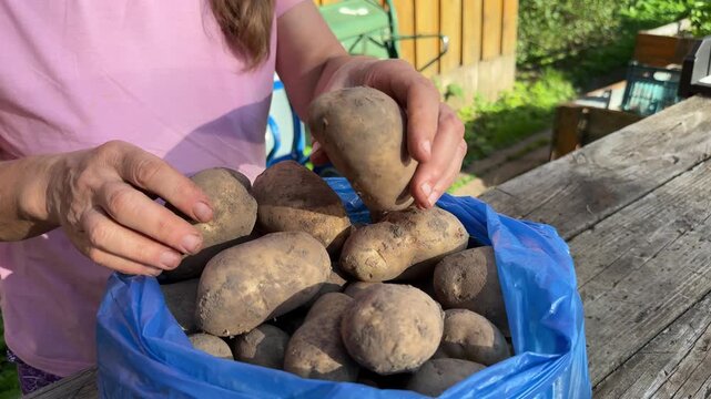 Woman filling blue plastic bag with ripe organic harvested potatoes outdoors, homegrown vegetable yield.