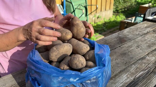 Senior woman hands putting freshly harvested raw organic potatoes into blue plastic bag outdoors, agricultural crop.