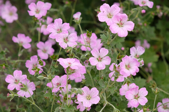 Pink hardy geranium, cranesbill, &lsquo;Mavis Simpson&rsquo; in flower.