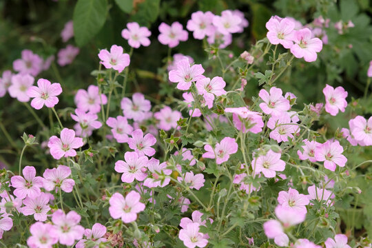 Pink hardy geranium, cranesbill, &lsquo;Mavis Simpson&rsquo; in flower.