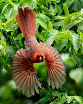 Male Northern Cardinal sallying for insects looking directly at camera with full wing position 