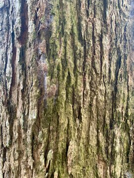 tree bark texture
