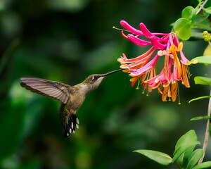 Ruby-throated Hummingbird sipping nectar from native coral honeysuckle  © Steve
